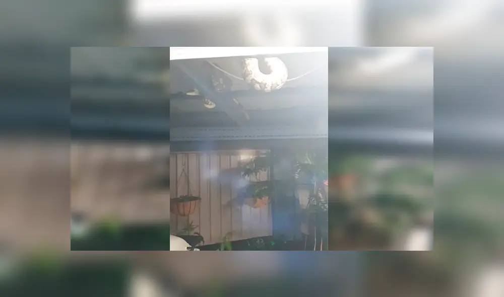 En Facebook, una mujer quedó espantada al encontrar tres enormes pitones en el techo de su patio.