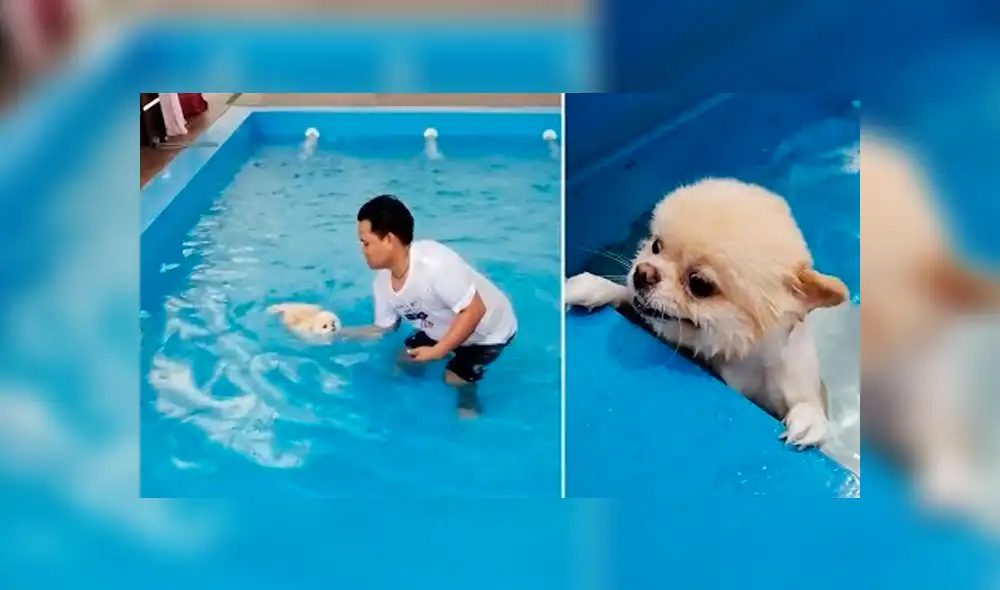 YouTube viral: profesor de natación enseña a nadar a perrito y miles se conmueven [VIDEO]