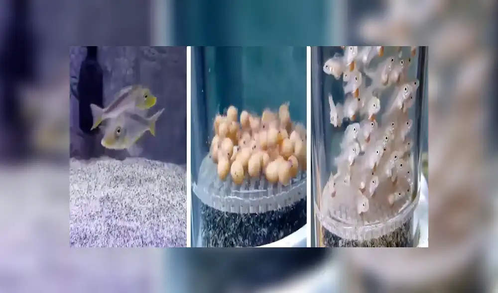 YouTube viral: grabó el proceso de nacimiento de pequeños peces cíclidos durante 21 días [VIDEO] 