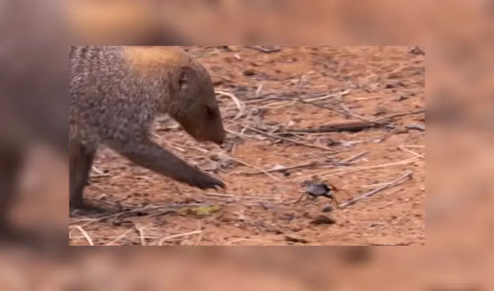 Desliza para ver los detalles del video viral publicado en YouTube. Foto: Captura. Desliza para ver los detalles del video viral publicado en YouTube. Foto: Captura.
