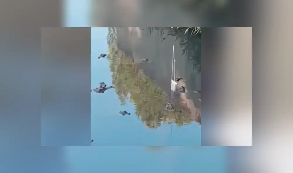 Desliza para ver los momentos más sorprendentes del video viral de YouTube.