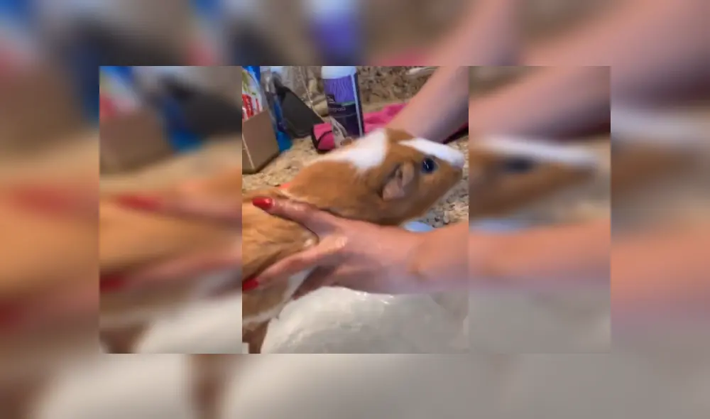 Desliza las imágenes para ver más detalles de esta escena que es viral en TikTok. Desliza las imágenes para ver más detalles de esta escena que es viral en TikTok.