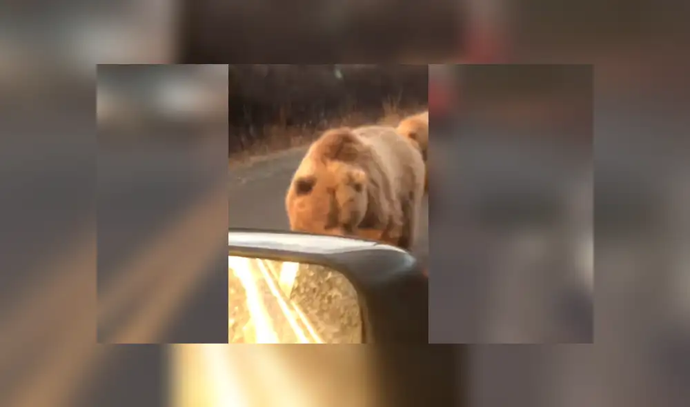 YouTube viral: Conductor es acechado por gigantesco oso en autopista y ocurre aterrador momento [VIDEO]