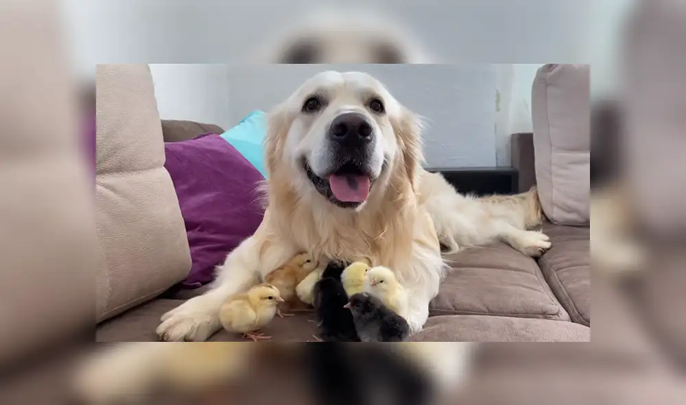Un perro protagonizó un tierno momento junto a un grupo de patos bebé. Foto: YouTube Un perro protagonizó un tierno momento junto a un grupo de patos bebé. Foto: YouTube
