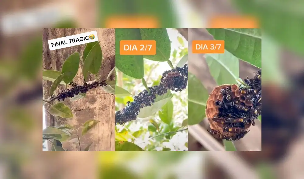 Desliza las imágenes para ver todo el proceso que realizan un grupo de avispas para hacer su panal. Foto: AbiAbi/TikTok Desliza las imágenes para ver todo el proceso que realizan un grupo de avispas para hacer su panal. Foto: AbiAbi/TikTok