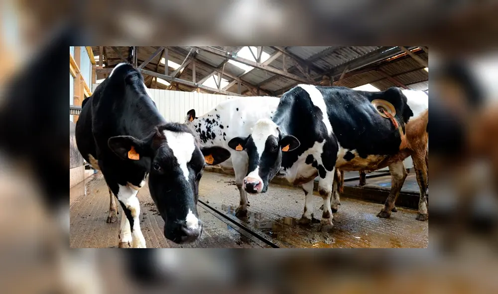 L214 denunció el caso con la publicación de vídeo. Fuente: AFP L214 denunció el caso con la publicación de vídeo. Fuente: AFP