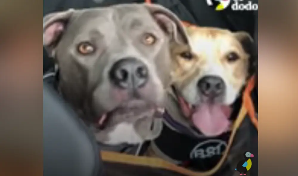 Desliza hacia la izquierda para ver las imágenes del video viral. Foto: captura de YouTube. Desliza hacia la izquierda para ver las imágenes del video viral. Foto: captura de YouTube.