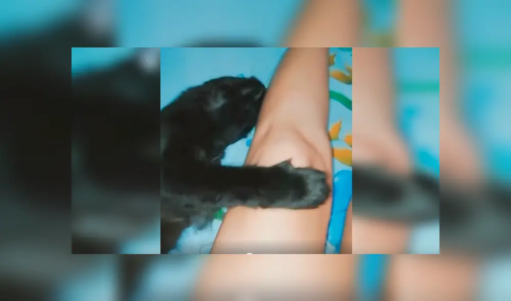 En Facebook, un gato se aferró a la pierna de su dueña para evitar que acuda a su centro de trabajo. En Facebook, un gato se aferró a la pierna de su dueña para evitar que acuda a su centro de trabajo.