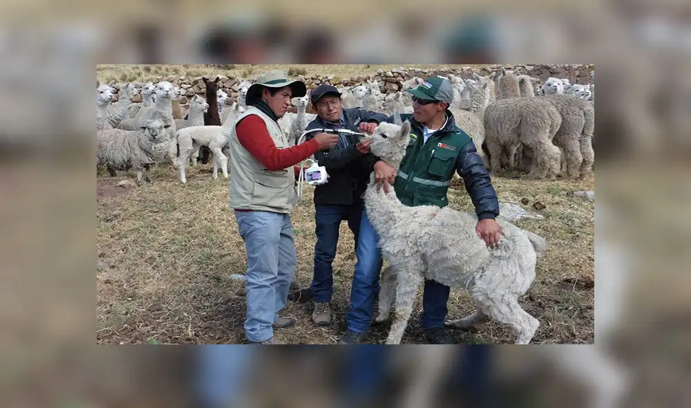 Puno: aplican antibióticos a 2500 alpacas de Nuñoa por bajas temperaturas Puno: aplican antibióticos a 2500 alpacas de Nuñoa por bajas temperaturas