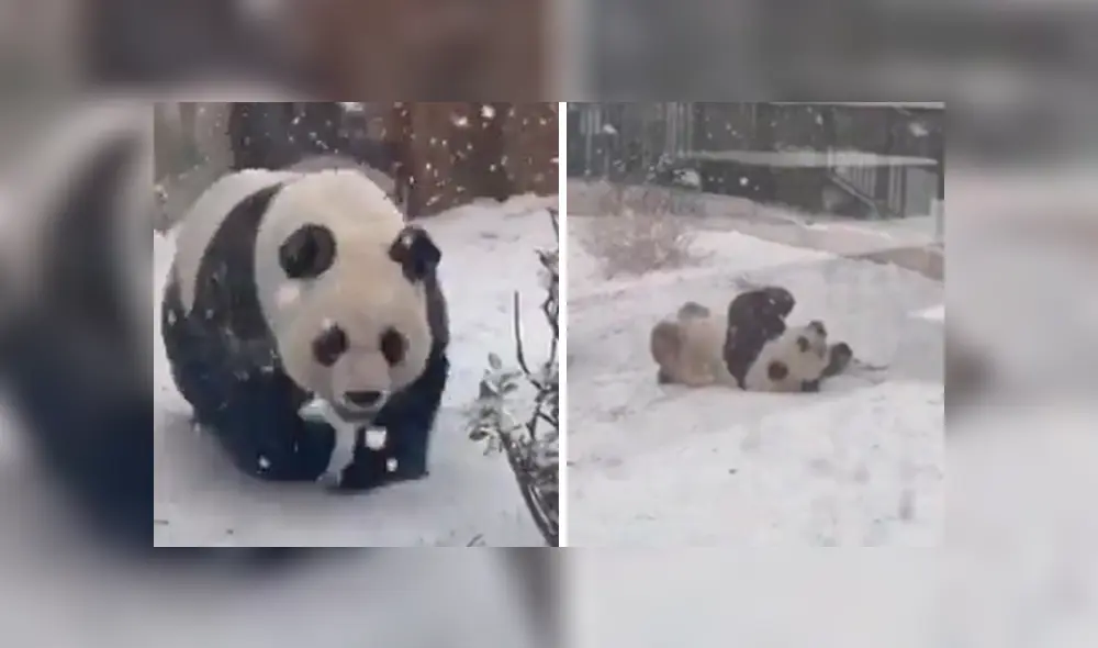 El panda se emocionó al ver la nieve y jugó como todo un bebé sobre el manto blanco. Foto: captura