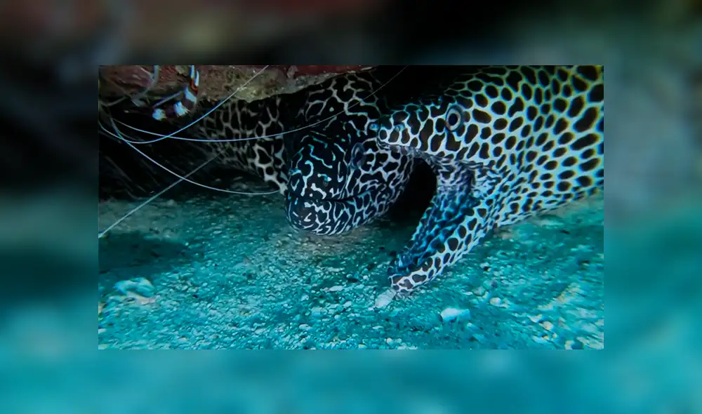 Un buzo vivió un aterrador momento al sumergirse en el océano y encontrar un raro animal. Un buzo vivió un aterrador momento al sumergirse en el océano y encontrar un raro animal.