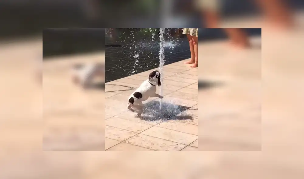 Facebook viral: pequeño perro no soportó la ola de calor y se dio tremendo 'chapuzón' en pileta [VIDEO] 