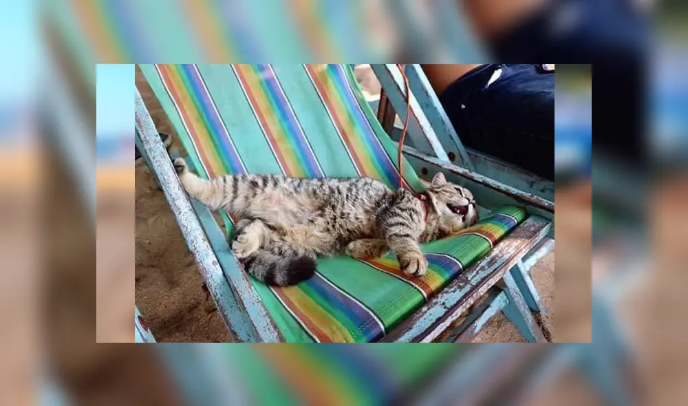 En Facebook, un pequeño gato visitó una maravillosa playa junto a su dueña y demostró su felicidad.