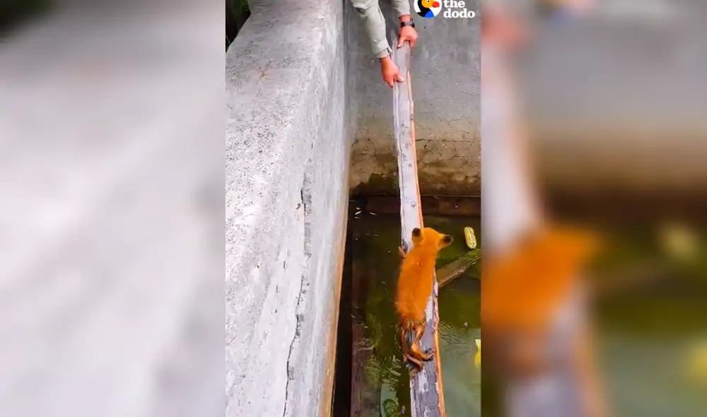 El video viral publicado en YouTube ha conmovido a miles de usuarios en redes sociales. Foto: captura de YouTube