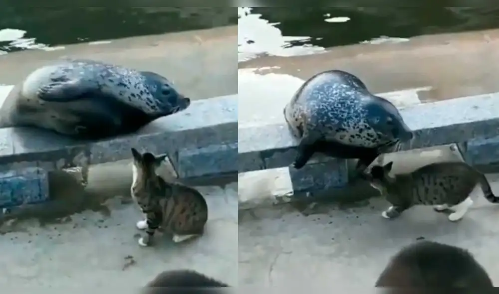 YouTube: foca intenta darle cariño a un gato y termina noqueado [VIDEO]