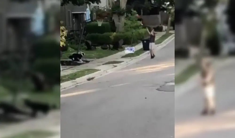 Las imágenes del perro basquetbolista se volvieron virales en el mundo. Foto: Facebook/Captura/Viva basquet