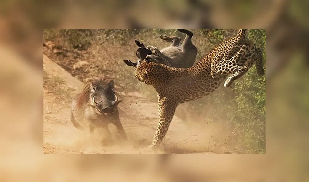 El leopardo persiguió y capturó al pequeño jabalí delante de un grupo de turistas, quienes fueron testigos cómo la madre del cerdo salvaje protege a su cría.