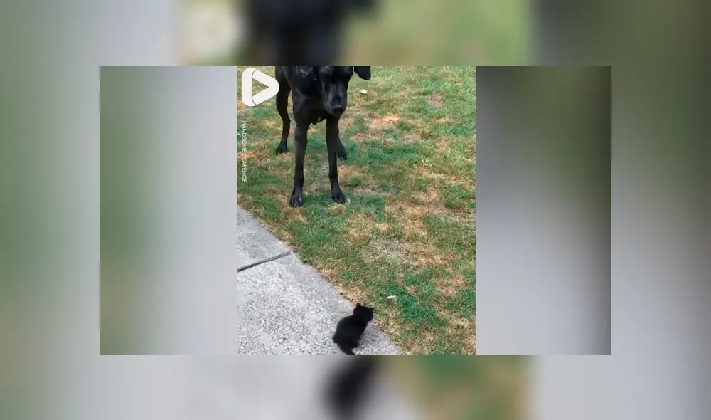 Familia adopta gato bebé y perro tiene insólita reacción al conocerlo [VIDEO] 