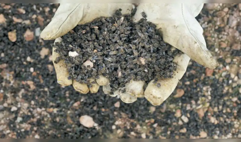 72 millones de abejas mueren repentinamente y causan preocupación mundial 72 millones de abejas mueren repentinamente y causan preocupación mundial