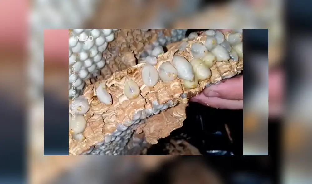 Si quieres ver lo que encontró un joven de Estados Unidos dentro de una bolsa, desliza cada imagen de YouTube hacia la izquierda.