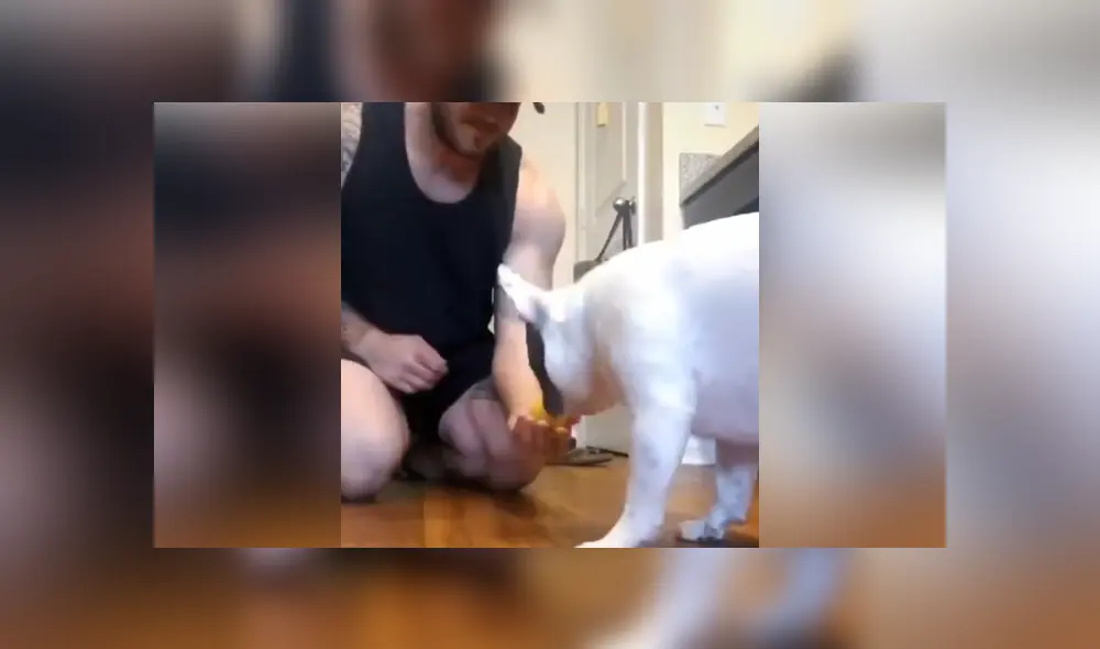 A través de Facebook se hizo viral la curiosa reacción de un can al ser víctima de un truco de magia de su dueño.