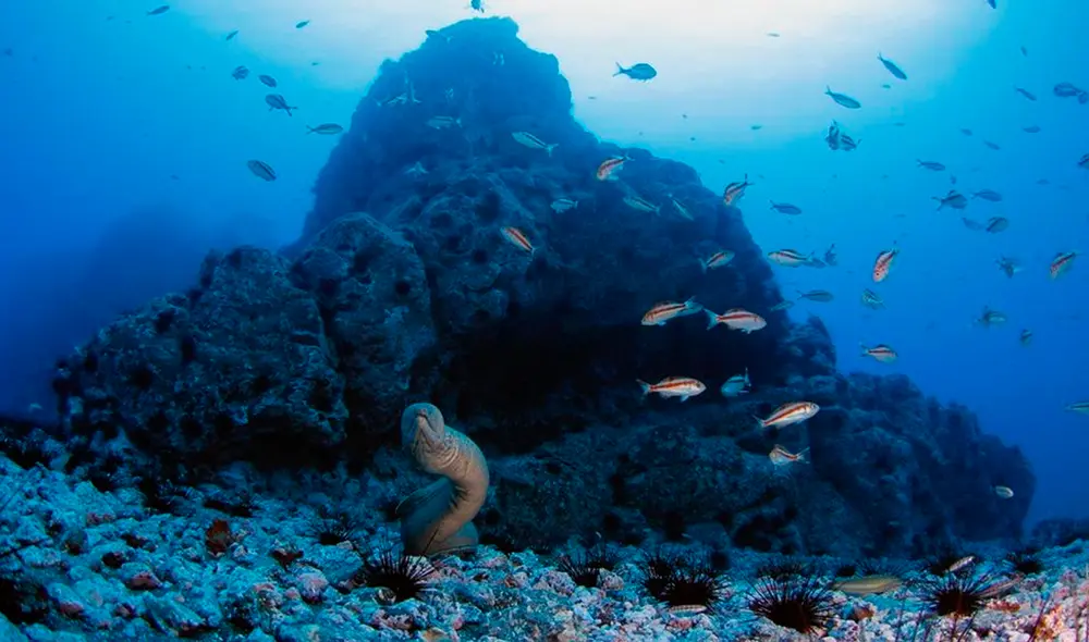 La cordillera submarina de Nasca se formó hace 26 millones de años y es parte de la Dorsal de Nasca, Foto: Sernanp