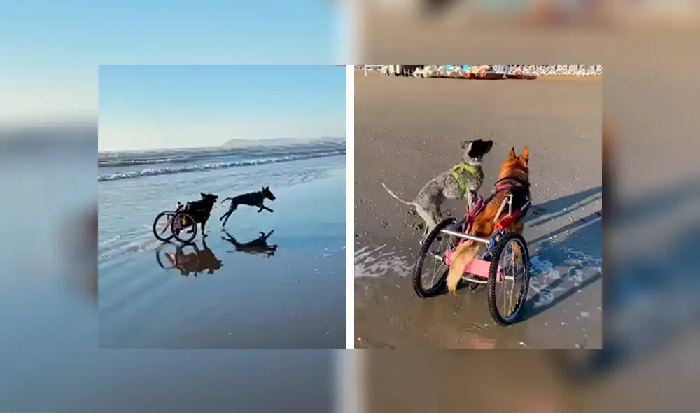 Desliza las imágenes para conocer el conmovedor momento que tuvieron dos perros al volverse a ver después de tiempo. Foto: Captura. Desliza las imágenes para conocer el conmovedor momento que tuvieron dos perros al volverse a ver después de tiempo. Foto: Captura.