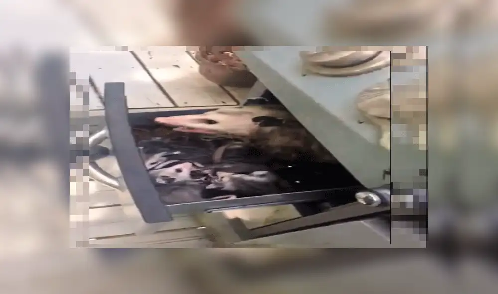 Facebook: escucha extraños ruidos en su cocina, revisa y descubre misteriosas criaturas [VIDEO]