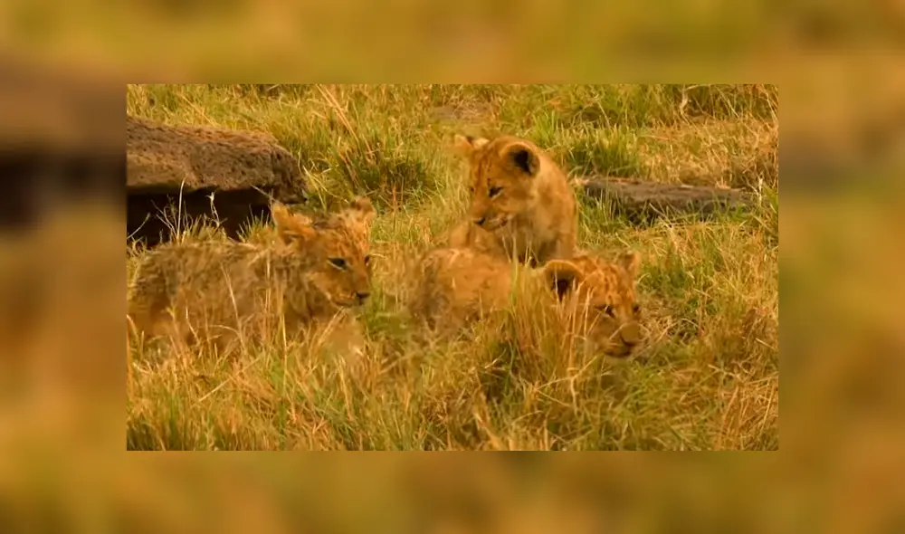 Los cachorros quedaron a salvo por esta vez de los perros. Foto: BBC Earth