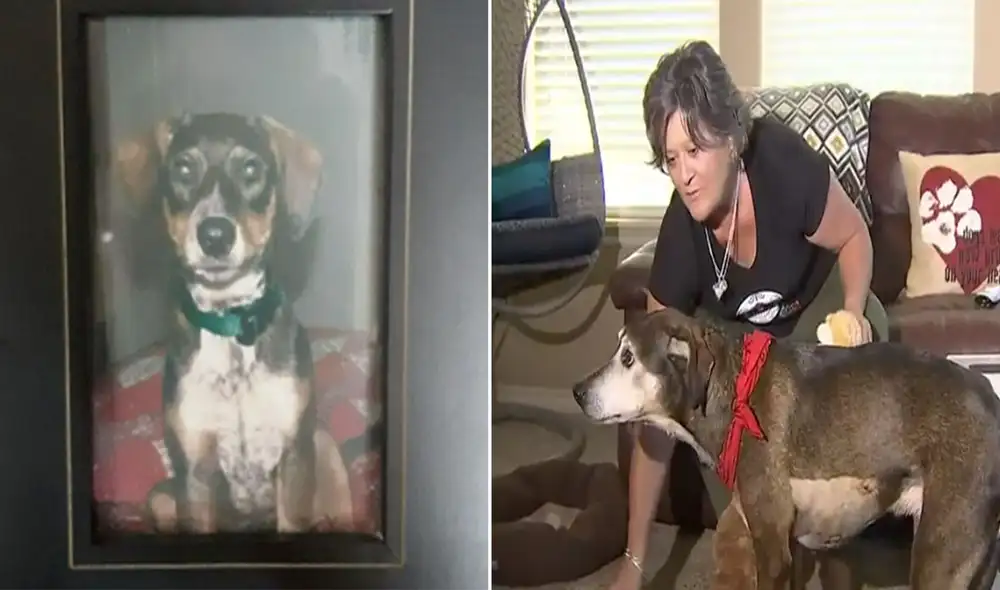 Desliza para ver más imágenes de este emotivo reencuentro entre un perro y su dueña, después de tres años. Foto: captura de Fox 23