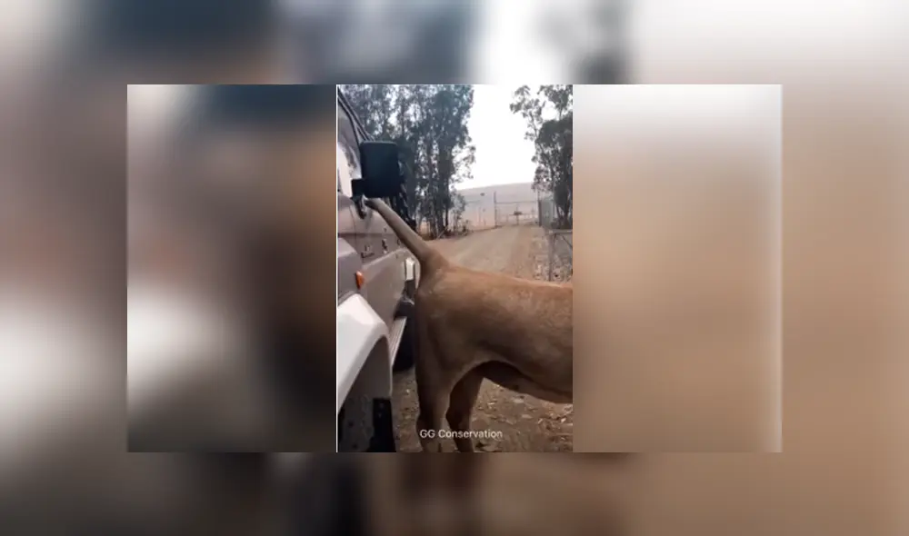 Desliza hacia la izquierda para ver la reacción que tuvo el león tras toparse con los turistas. Escena viral de YouTube. Desliza hacia la izquierda para ver la reacción que tuvo el león tras toparse con los turistas. Escena viral de YouTube.