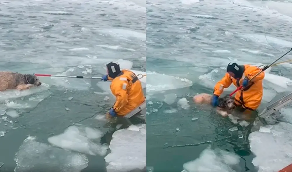 En una operación conjunta, se apresuraron a ayudar a sacar a la mascota de manera segura. Foto: captura de video/Wyandotte Police Department En una operación conjunta, se apresuraron a ayudar a sacar a la mascota de manera segura. Foto: captura de video/Wyandotte Police Department