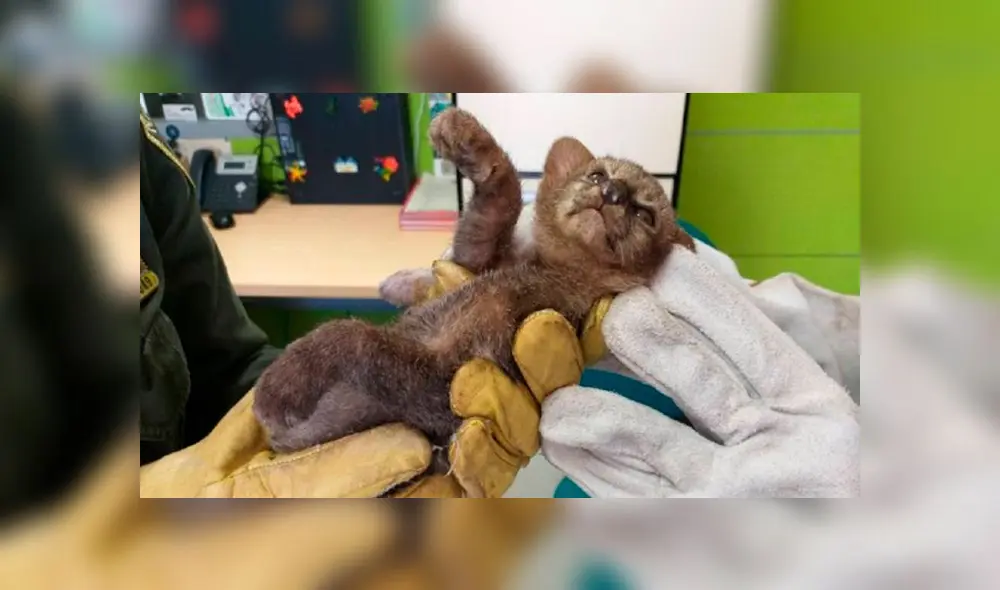 puma bebé puma bebé