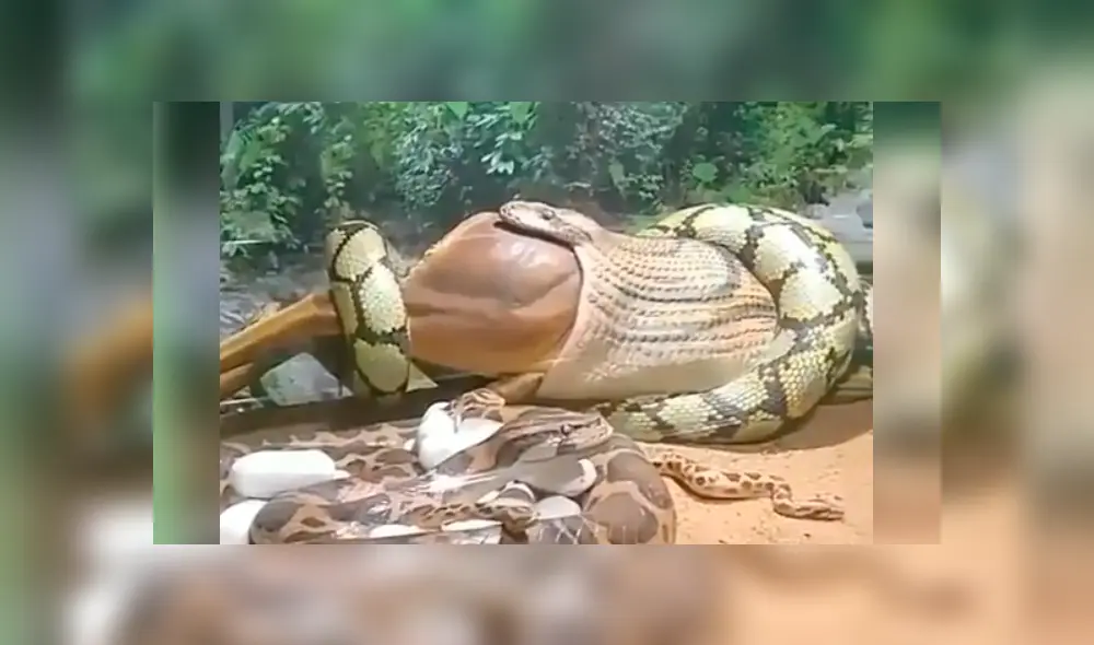 Si quieres ver lo que ocurre en el video viral de YouTube, desliza cada imagen hacia la izquierda. Si quieres ver lo que ocurre en el video viral de YouTube, desliza cada imagen hacia la izquierda.