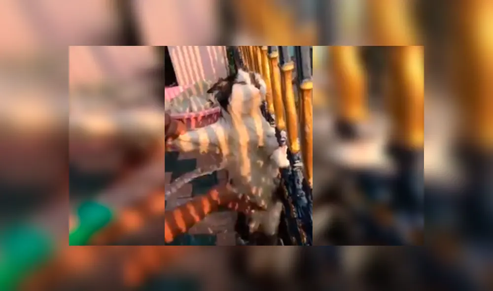 En Facebook, un gato tuvo una inesperada reacción cuando su dueña decidió bañarlo al verlo sucio.