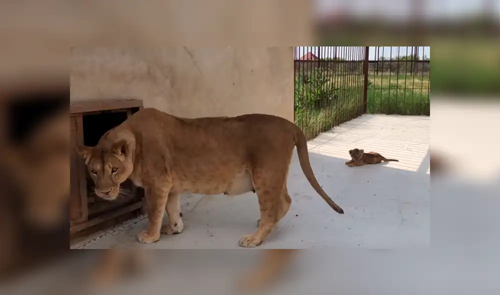 YouTube viral: Mujer se acerca a recinto de feroz leona y esta la ataca por cuidar a sus bebés [VIDEO]