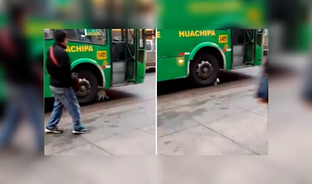 El video viral de Facebook muestra el momento en que un gato intenta suicidarse tras colocase frente a llanta de bus en Huachipa. El video viral de Facebook muestra el momento en que un gato intenta suicidarse tras colocase frente a llanta de bus en Huachipa.