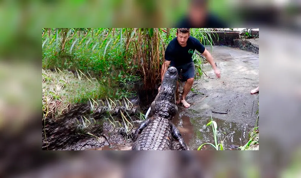 Desliza hacia la izquierda para ver el encuentro de un cuidador del zoológico con un feroz cocodrilo. Video es viral en YouTube. Desliza hacia la izquierda para ver el encuentro de un cuidador del zoológico con un feroz cocodrilo. Video es viral en YouTube.