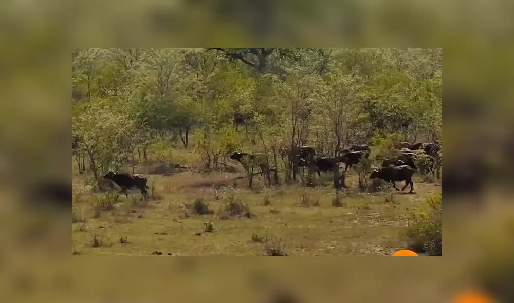 YouTube viral: Hambrientos leones cazan a búfalo, pero son atacados por enfurecida manada [VIDEO] 