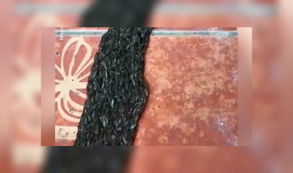 Joven encuentra extraña ‘masa’ que se arrastra, se acerca y queda espantado al ver cientos de criaturas [VIDEO]