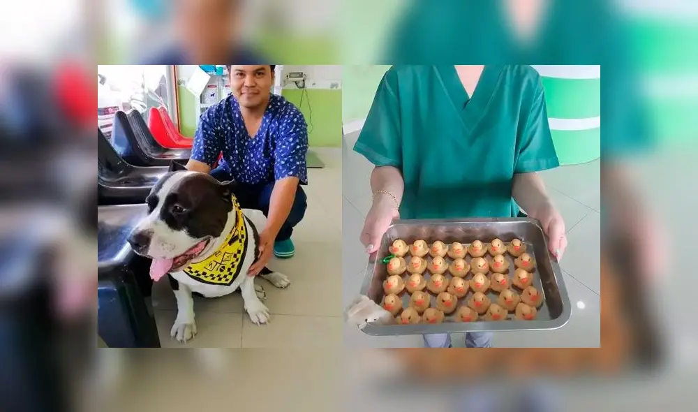 Dentro del estómago del perro habían 32 juguetes y un pedazo de piel de vaca no digerida. Foto: ViralPress