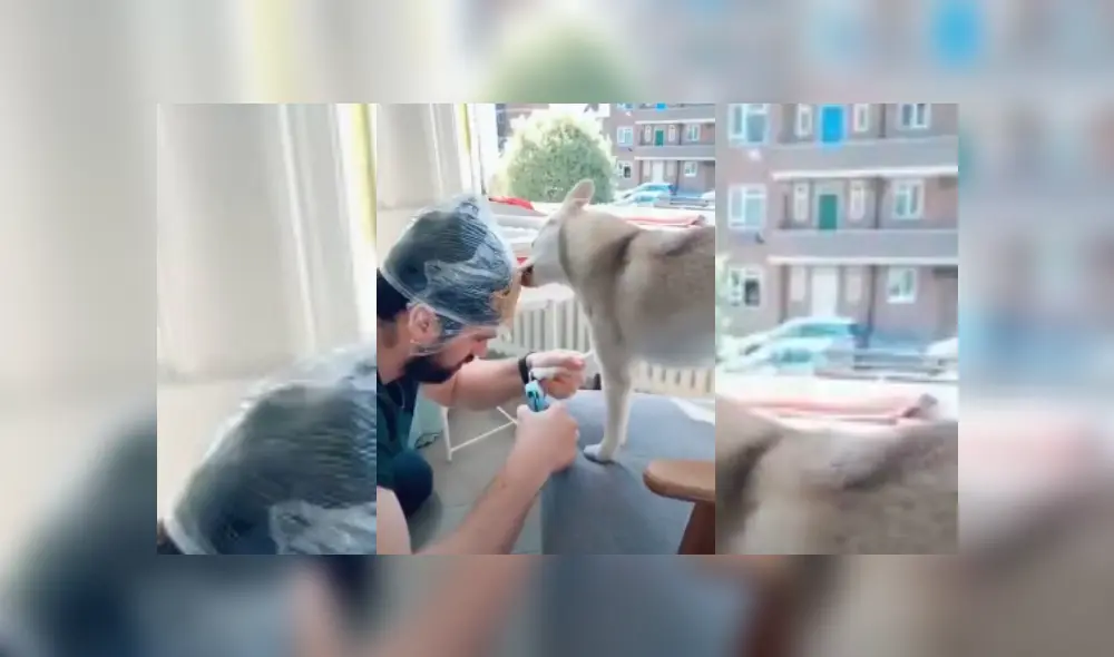 Video es viral en Facebook. Hombre compartió el peculiar truco que decidió aplicar para mantener a su perro calmado mientras le corta las uñas. Video es viral en Facebook. Hombre compartió el peculiar truco que decidió aplicar para mantener a su perro calmado mientras le corta las uñas.