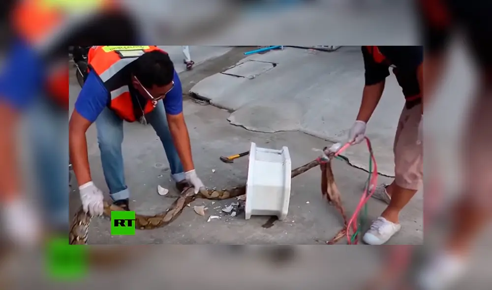 Gigantesca pitón muerde a hombre mientras estaba sentado en el inodoro y vive para contarlo [VIDEO] 