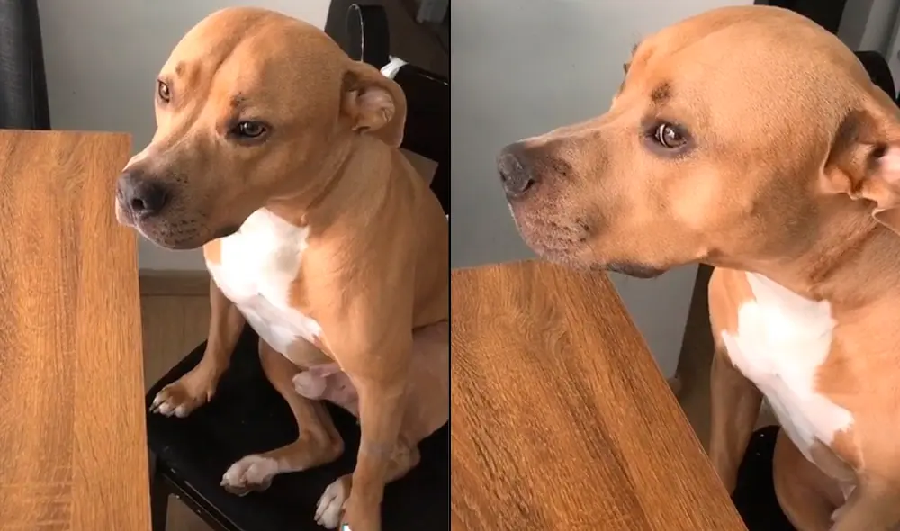 Joven llama la atención a su perro y este enamora a usuarios de redes sociales por su tierna reacción. Foto: TikTok