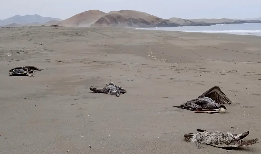 Gripe aviar: Senasa evaluará y controlará la influenza H5N1 en estos 90 días de emergencia sanitaria. Foto: Facebook/Juan Manuel Caballero Gripe aviar: Senasa evaluará y controlará la influenza H5N1 en estos 90 días de emergencia sanitaria. Foto: Facebook/Juan Manuel Caballero