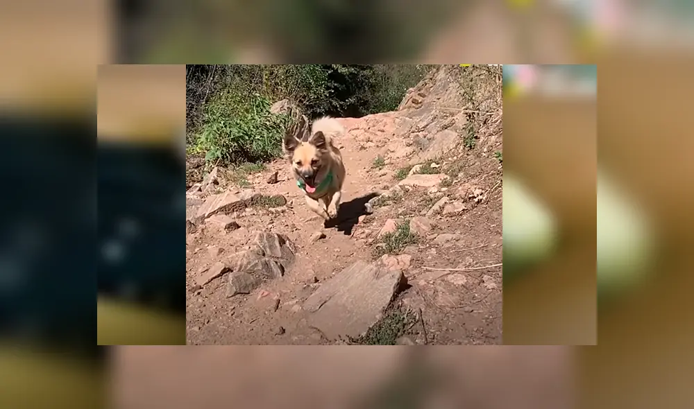 En Facebook, una joven rescató a un cachorro hambriento que clamaba ayuda en las calles de Bali. En Facebook, una joven rescató a un cachorro hambriento que clamaba ayuda en las calles de Bali.