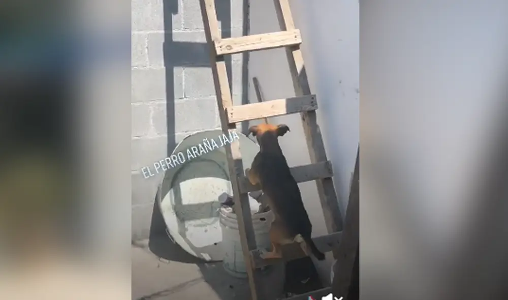 Desliza hacia la izquierda para ver las imágenes del video viral. Foto: captura de TikTok.