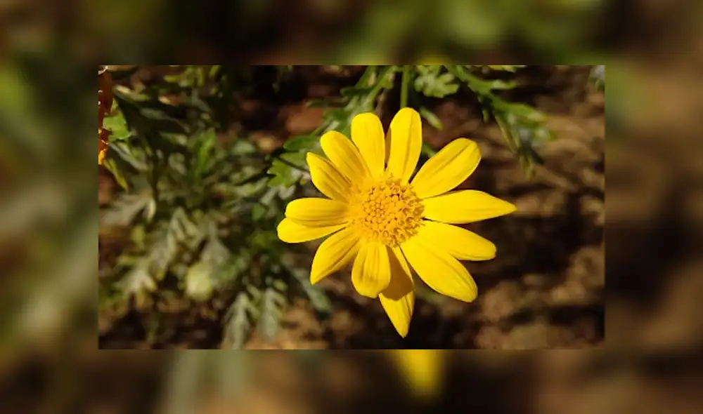 Xiaomi: con esta app puedes mejorar las fotos