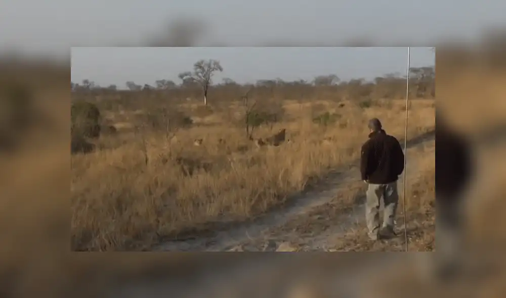 Guía de safari se pierde y termina en medio de una manada de hambrientos leones [VIDEO]