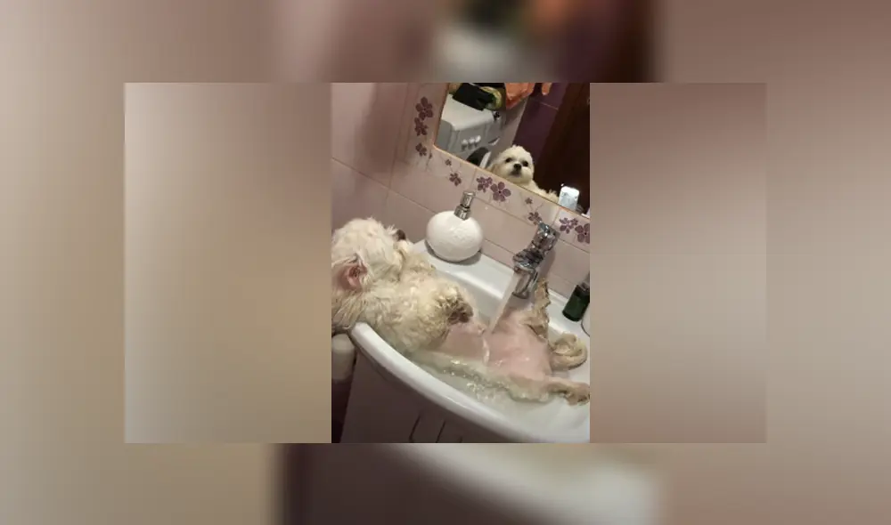 Desliza hacia la izquierda para ver las imágenes del viral de Facebook.